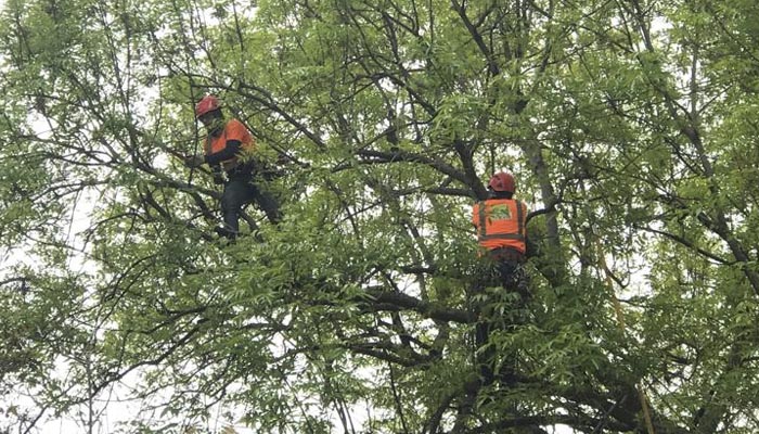 Oportunidad de trabajo para arboristas en Estados Unidos - sendavertical.mx